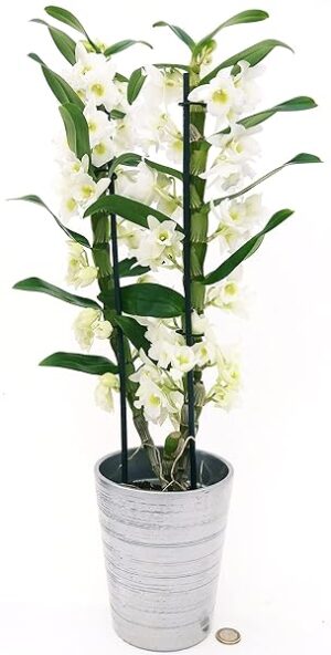 POWERS TO FLOWERS - DENDROBIUM NOBILE BIANCO IN VASO CERAMICA ARGENTO, VASO 12CM DIAMETRO, pianta vera
