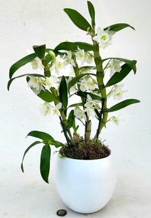 POWERS TO FLOWERS - DENDROBIUM NOBILE BIANCO IN VASO CERAMICA BIANCO SFERICO, VASO 12CM DIAMETRO, pianta vera