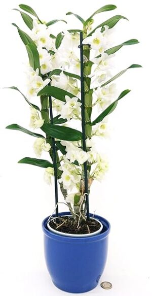 POWERS TO FLOWERS - DENDROBIUM NOBILE BIANCO IN VASO CERAMICA BLU, VASO 12CM DIAMETRO, pianta vera