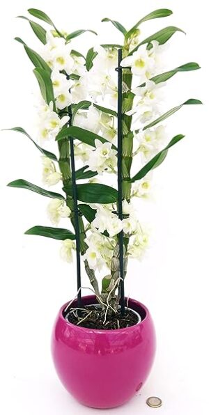 POWERS TO FLOWERS - DENDROBIUM NOBILE BIANCO IN VASO CERAMICA FUCSIA SFERICO, VASO 14CM DIAMETRO, pianta vera