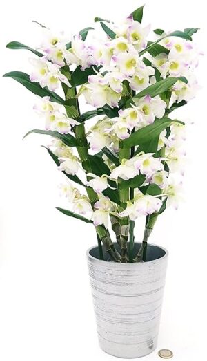 POWERS TO FLOWERS - DENDROBIUM NOBILE BIANCO/ROSA IN VASO CERAMICA ARGENTO, VASO 12CM DIAMETRO, pianta vera