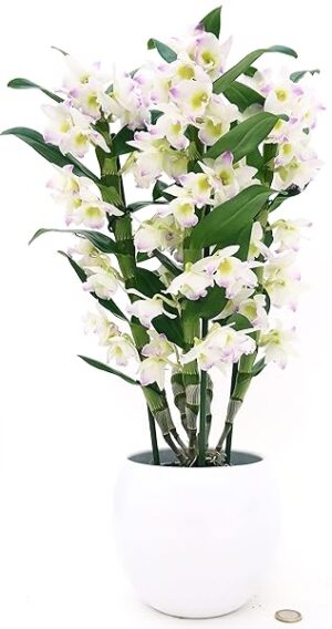 POWERS TO FLOWERS - DENDROBIUM NOBILE BIANCO/ROSA IN VASO CERAMICA BIANCO SFERICO, VASO 14CM DIAMETRO, pianta vera