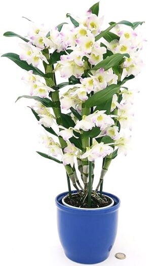 POWERS TO FLOWERS - DENDROBIUM NOBILE BIANCO/ROSA IN VASO CERAMICA FUCSIA SFERICO, VASO 12CM DIAMETRO, pianta vera