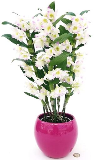 POWERS TO FLOWERS - DENDROBIUM NOBILE BIANCO/ROSA IN VASO CERAMICA FUCSIA SFERICO, VASO 12CM DIAMETRO, pianta vera