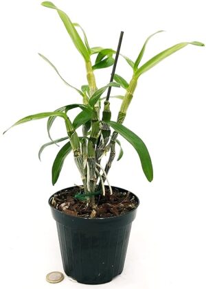 POWERS TO FLOWERS - DENDROBIUM NOBILE, Pianta giovane vaso 12cm, pianta vera