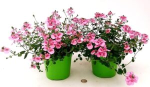 POWERS TO FLOWERS - DIASCIA ROSA VASO 14 CM DIAMETRO, 2 PIANTE, piante vere