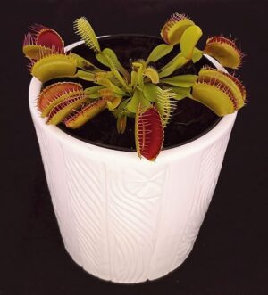 POWERS TO FLOWERS - DIONAEA MUSCIPULA IN VASO CERAMICA BIANCO CILINDRICO, pianta vera