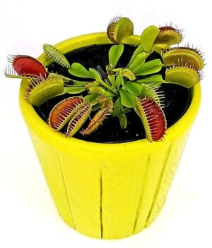 POWERS TO FLOWERS - DIONAEA MUSCIPULA IN VASO CERAMICA VERDE CHIARO, pianta vera