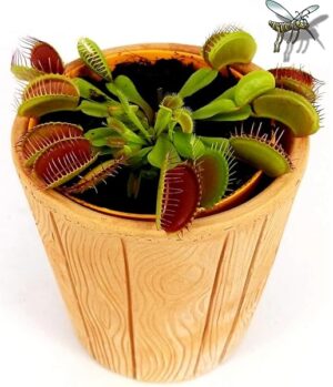 POWERS TO FLOWERS - DIONAEA MUSCIPULA IN VASO COCCIO NATURALE, pianta vera