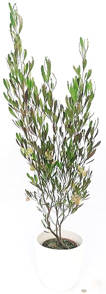 Chlorophytum Falangio XXL In Vaso Ceramica - Pianta Vera Purificatrice Aria