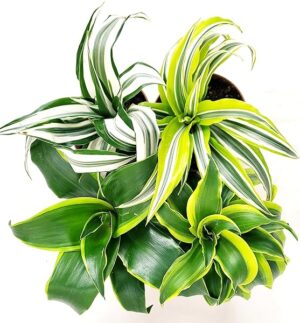 POWERS TO FLOWERS - DRACENA COMPACTA POKER, IN VASO 12cm DIAMETRO, pianta vera