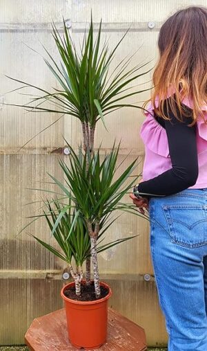 POWERS TO FLOWERS - DRACENA MARGINATA A 3 TRONCHI ALTEZZA 120CM, pianta vera