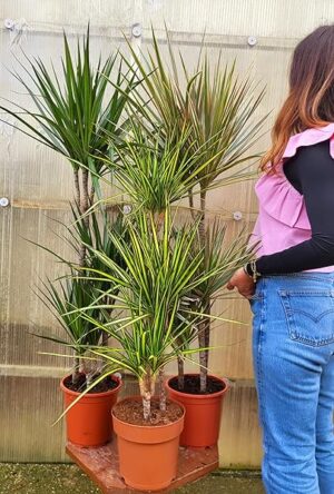 POWERS TO FLOWERS - DRACENA MARGINATA TRIS: VERDE, BICOLOR e GOLD A3 TRONCHI, piante vere