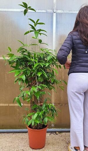 POWERS TO FLOWERS - DRACENA SURCULOSA, VASO 26CM DIAMETRO, ALTEZZA 140CM, pianta vera
