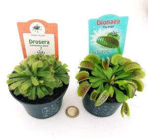 POWERS TO FLOWERS - DROSERA ALICIAE e DIONAEA MUSCIPULA, 2 PIANTE, VASO 10CM, piante vere