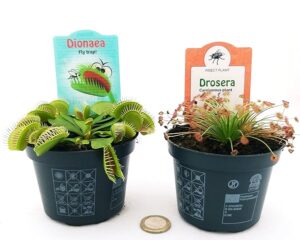 POWERS TO FLOWERS - DROSERA PARADOXA e DIONAEA MUSCIPULA, 2 PIANTE, VASO 10CM, piante vere