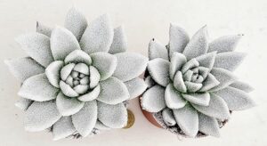 POWERS TO FLOWERS - ECHEVERIA BIANCA, 2 PIANTE, VASO 12CM DIAMETRO, piante vere