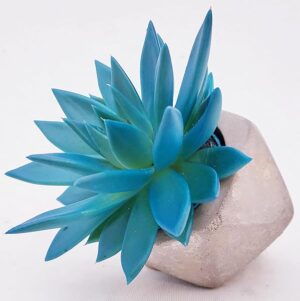 POWERS TO FLOWERS - ECHEVERIA, COLOR LIFE BLU, IN VASO CERAMICA GEOMETRICO, pianta vera