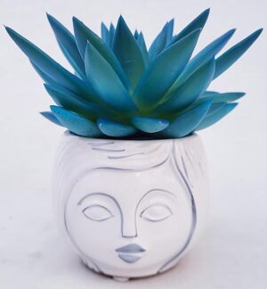 POWERS TO FLOWERS - ECHEVERIA, COLOR LIFE BLU, IN VASO CERAMICA SIGNORINA, pianta vera