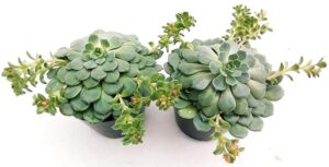 POWERS TO FLOWERS - ECHEVERIA DONDO', 2 PIANTE, vaso 12cm, piante vere