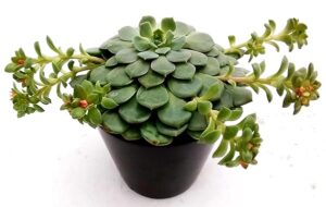 POWERS TO FLOWERS - ECHEVERIA DONDO', vaso 12cm, pianta vera