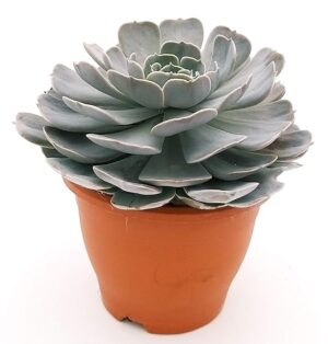 POWERS TO FLOWERS - ECHEVERIA LILACINA XXL VASO 20CM, pianta vera