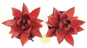 POWERS TO FLOWERS - ECHEVERIA MINI ROSSO GLITTERATE, 2 PIANTE, VASO 7CM DIAMETRO, piante vera