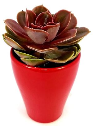 POWERS TO FLOWERS - ECHEVERIA NATURALE IN VASO CERAMICA ROSSO, pianta vera