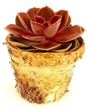 POWERS TO FLOWERS - ECHEVERIA NATURALE IN VASO CORTECCIA DI BETULLA, pianta vera