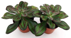 POWERS TO FLOWERS - ECHEVERIA NODULOSA, 2 PIANTE VASO 11CM, piante vere