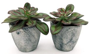 POWERS TO FLOWERS - ECHEVERIA NODULOSA IN VASO CERAMICA ANTICATO, 2 PIANTE, piante vere