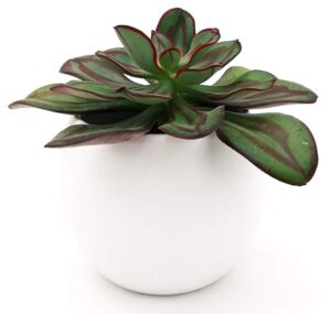 POWERS TO FLOWERS - ECHEVERIA NODULOSA IN VASO CERAMICA BIANCO SFERICO, pianta vera