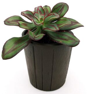 POWERS TO FLOWERS - ECHEVERIA NODULOSA IN VASO CERAMICA MOKKA DECORATO, pianta vera