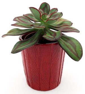 POWERS TO FLOWERS - ECHEVERIA NODULOSA IN VASO CERAMICA ROSSO DECORATO, pianta vera