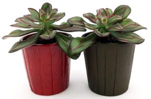 POWERS TO FLOWERS - ECHEVERIA NODULOSA IN VASO CERAMICA ROSSO e MOKKA DECORATO, 2 PIANTE, piante vere