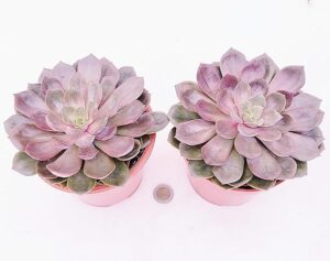POWERS TO FLOWERS - ECHEVERIA ROSA NATURALE, VASO 13CM DIAMETRO, 2 PIANTE, piante vere