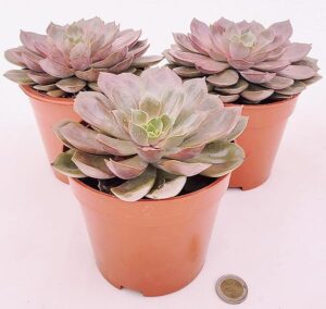 POWERS TO FLOWERS - ECHEVERIA ROSA NATURALE, VASO 13CM DIAMETRO, 3 PIANTE, piante vere