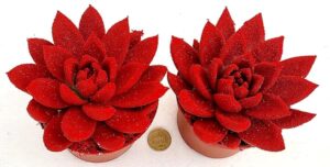 POWERS TO FLOWERS - ECHEVERIA ROSSA PELUCIDA, 2 PIANTE, VASO 12CM DIAMETRO, piante vere