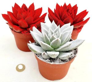 POWERS TO FLOWERS - ECHEVERIA ROSSA e BIANCA PELUCIDA, 3 PIANTE, VASO 12CM DIAMETRO, piante vere