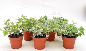 POWERS TO FLOWERS - EDERA VASO 9 VARIEGATA BIANCA, 50 PIANTE, VASO 9CM DIAMETRO, piante vere
