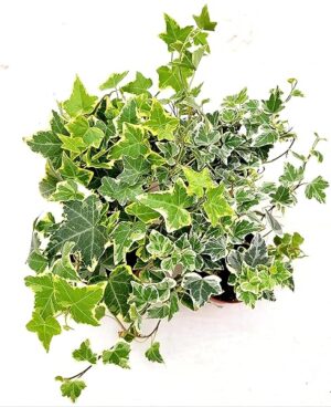 POWERS TO FLOWERS - EDERA VASO 9 VARIEGATA GIALLA e BIANCA, 4 PIANTE, VASO 9CM DIAMETRO, piante vere
