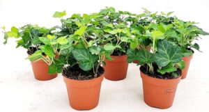 POWERS TO FLOWERS - EDERA VERDE, 10 PIANTE, VASO 9CM DIAMETRO, piante vere