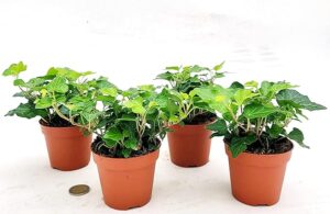POWERS TO FLOWERS - EDERA VERDE, 4 PIANTE, VASO 9CM DIAMETRO, piante vere