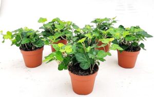 POWERS TO FLOWERS - EDERA VERDE, 7 PIANTE, VASO 9CM DIAMETRO, piante vere