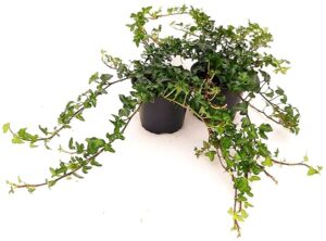 POWERS TO FLOWERS - EDERA VERDE A FOGLIA PICCOLA VASO 11CM, 2 PIANTE, piante vere