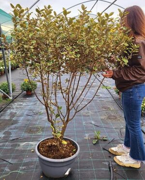 POWERS TO FLOWERS - ELEAGNUS VIVILEG VARIEGATO, VASO 35CM, altezza 160cm, piante vere