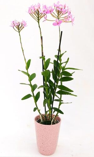 POWERS TO FLOWERS - EPIDENDRUM BALLERINA ROSA, ORCHIDEA IN VASO CERAMICA ROSA ANTICO, pianta vera