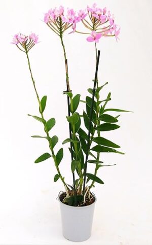 POWERS TO FLOWERS - EPIDENDRUM BALLERINA ROSA, ORCHIDEA, pianta vera