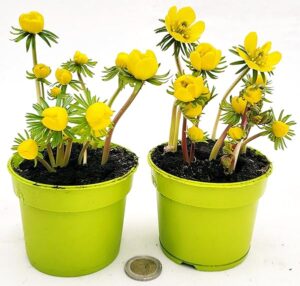 POWERS TO FLOWERS - ERANTHIS HIEMALIS, 2PIANTE, vaso 9 cm diametro, piante vere
