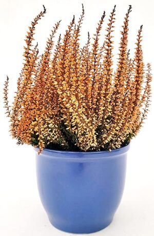 POWERS TO FLOWERS - ERICA CALLUNA COLOR LIFE ARANCIO IN VASO CERAMICA AZZURRO, VASO 13 cm DIAMETRO, piante vere